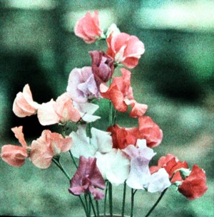 Flora